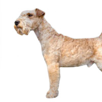 Lakeland Terrier