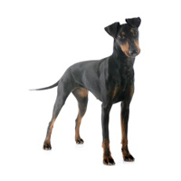 Manchester Terrier