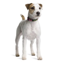 Parson Russell Terrier