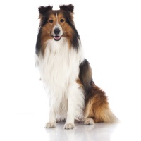 Shetland Sheepdog