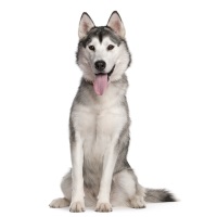 Siberian Husky