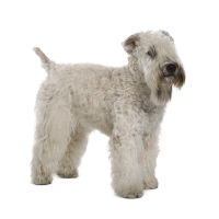 Soft-Coated Wheaten Terrier