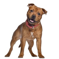 Staffordshire Bull Terrier