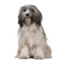 Tibetan Terrier