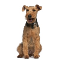 Welsh Terrier