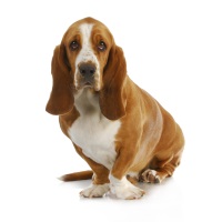 Basset Hound