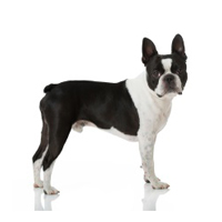 Boston Terrier