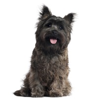 Cairn Terrier