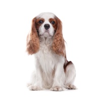 Cavalier King Charles Spaniel