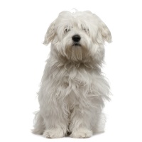 Coton De Tulear