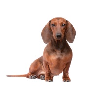 Dachshund