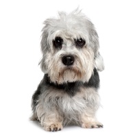 Dandie Dinmont Terrier