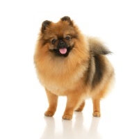 German Spitz