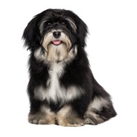 Havanese