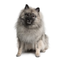 Keeshond