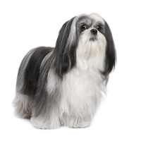 Lhasa Apso