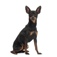 Miniature Pinscher