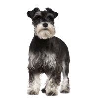 Miniature Schnauzer