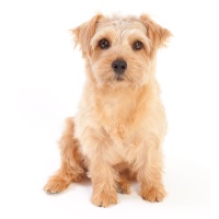 Norfolk Terrier