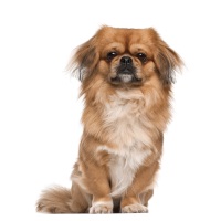 Pekingese