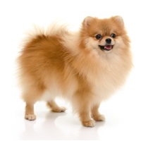 Pomeranian