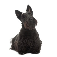 Scottish Terrier