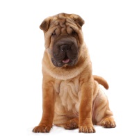 Shar Pei