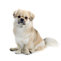 Tibetan Spaniel