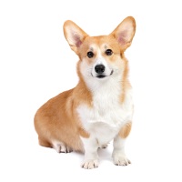 Welsh Corgi