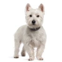 West Highland White Terrier