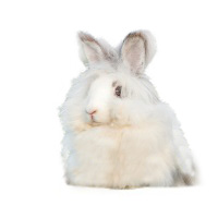 Angora Rabbit