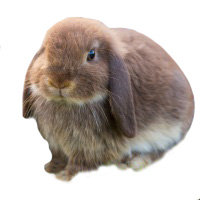 Dwarf Lop Rabbit