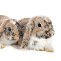 English Lop Rabbit