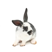 English Spot Rabbit