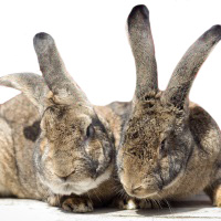 Flemish Giant Rabbit