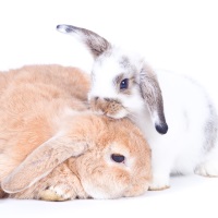 French Lop Rabbit