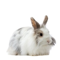 Lionhead Rabbit