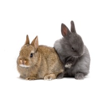 Netherland Dwarf Rabbit