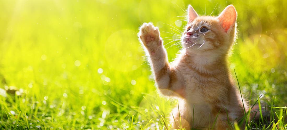 Ginger kitten playing in garden