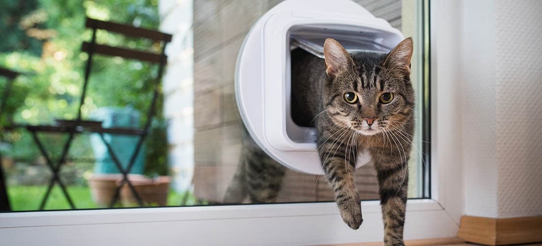 Cat coming in through cat flap