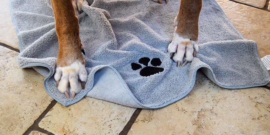 why do dogs bite their paws