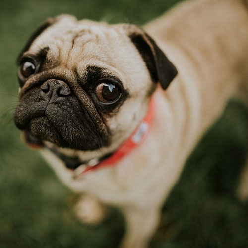 are pugs a cross breed