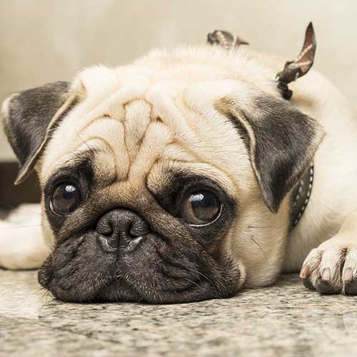 Pug Dog Breed Information