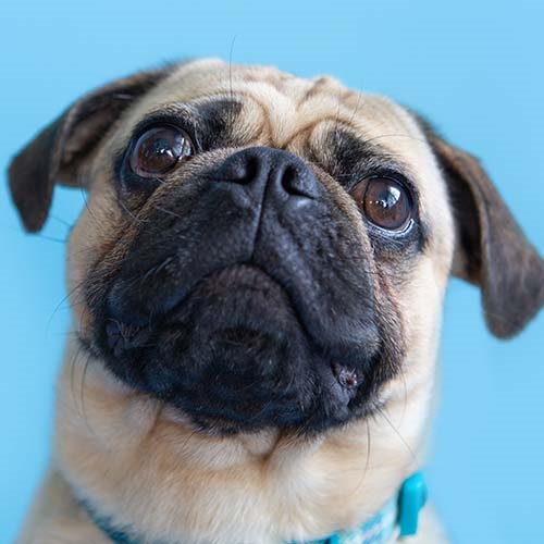 Pug Dog Breed Information