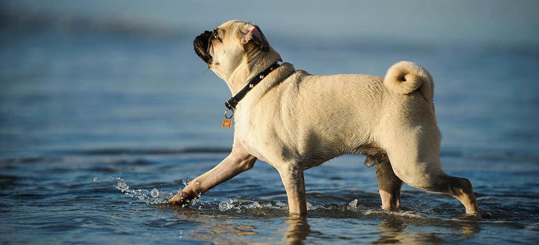 Pug at the beach