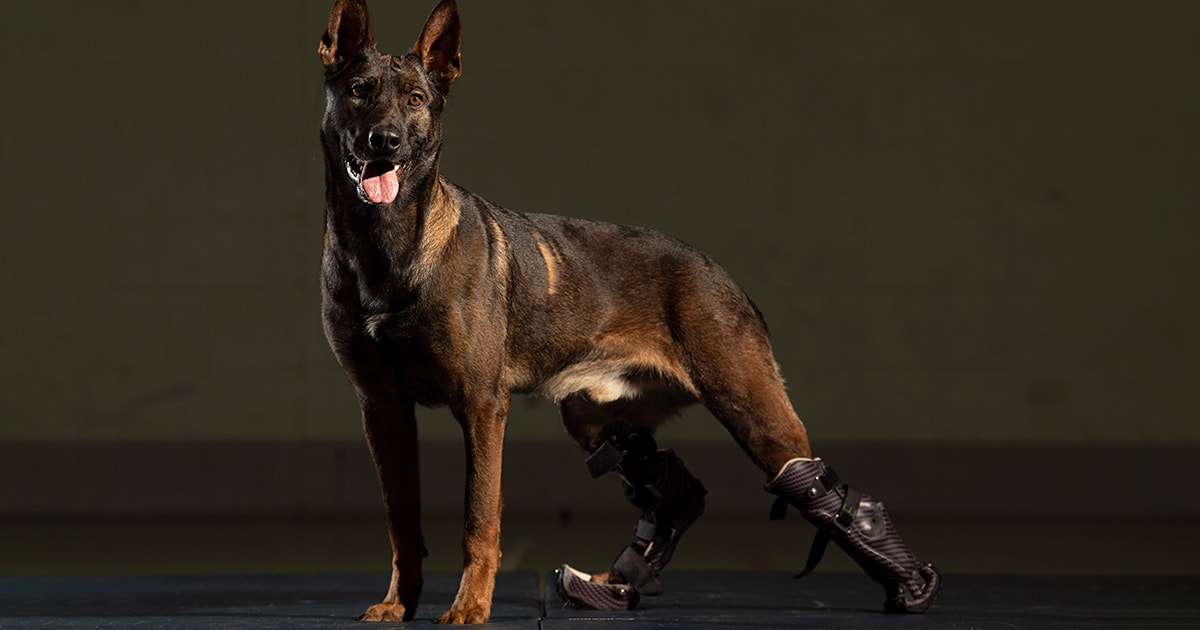 UK military dog to receive PDSA Dickin Medal PDSA
