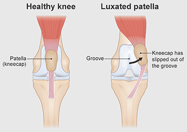 chihuahua knee surgery cost