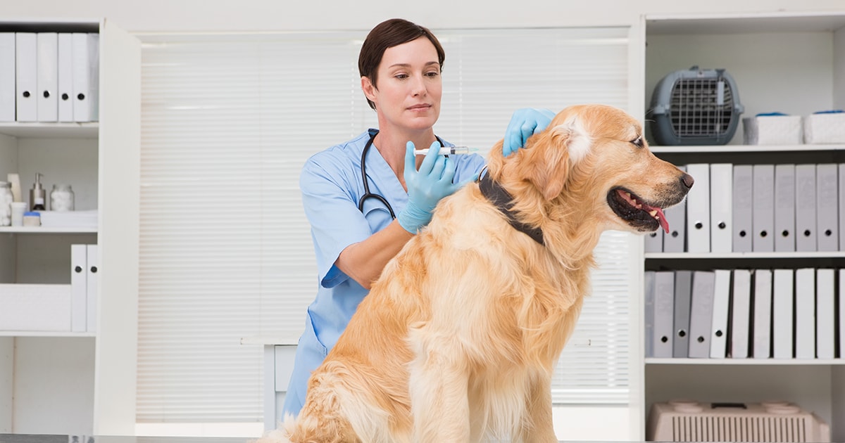 Dog Vaccines PDSA
