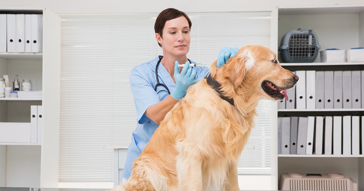 are vaccines safe for dogs