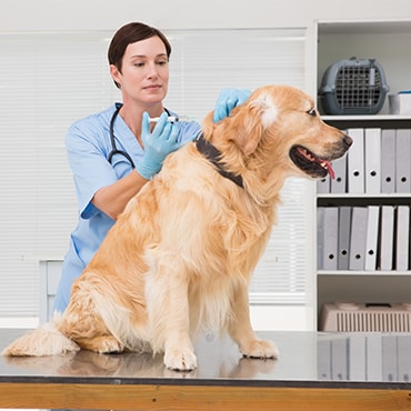 dog dogs vaccines need vaccinations pdsa parvovirus canine